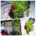Squaresynth Can Plant 01.jpg
