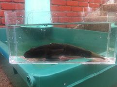 20140713 IMG 1118.JPG