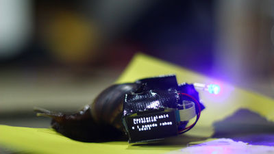 Keong pembawa vidio tulisan HackteriaLab2014 buatan 3.4 Dr. Marc Dusseiller.jpg