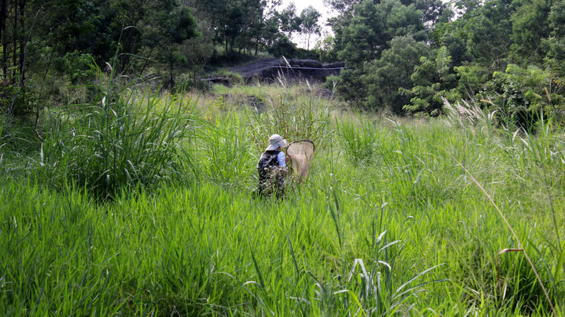 File:Adeline Seah sedang menangkap serangga di perjalanan lapangan hackterialab 2014.jpg
