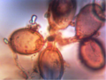 Stereo Microscope to Digital Converter Kit-3.png