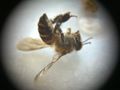 Thumbnail for version as of 12:12, 25 May 2013