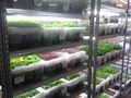 Tanaman di rumah komunitas edible garden singapura-4.jpg