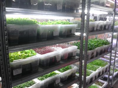 Tanaman di rumah komunitas edible garden singapura-4.jpg