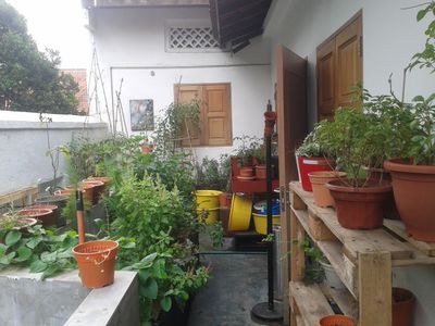 Tanaman di rumah komunitas edible garden singapura-1.jpg