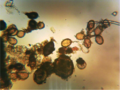 Stereo Microscope to Digital Converter Kit-4.png